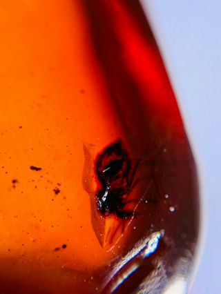 Fly In Red Blood Amber Burmite Myanmar Burmese Amber Insect Fossil Dinosaur Age