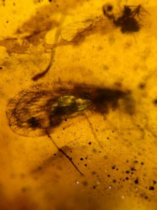 Neuroptera Sisyridae Spongillafly Burmite Myanmar Amber Insect Fossil Dinosaur