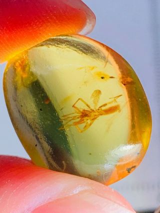 1.  52g Arachnida Spider Burmite Myanmar Burmese Amber Insect Fossil Dinosaur Age