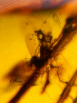 Unknown Fly Bug On Plant Burmite Myanmar Burma Amber Insect Fossil Dinosaur Age