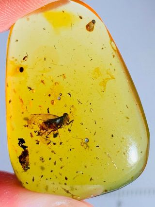 2.  5g Unknown Fly&beetle Burmite Myanmar Burmese Amber Insect Fossil Dinosaur Age