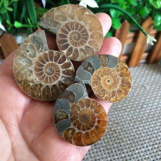 52g 2pairs Of Small Split Ammonite Specimen Shell Healing Madagascar Ps2503