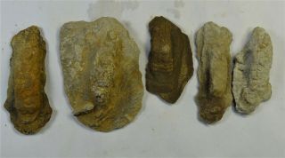 Ichnogenus - Mississippian Period - Five (5) Trilobite Rests - 5tr2