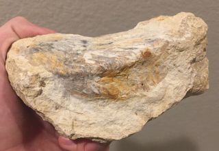 France Fossil Bivalve Regoria Difrenoi Cretaceous Dinosaur Fossil Age Clam Shell