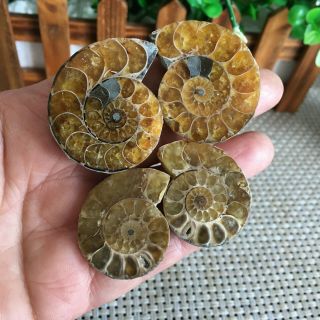 57g 2pairs Of Small Split Ammonite Specimen Shell Healing Madagascar Ps2487