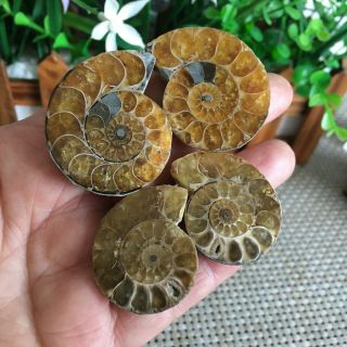 57g 2pairs of small Split Ammonite Specimen Shell Healing Madagascar ps2487 2
