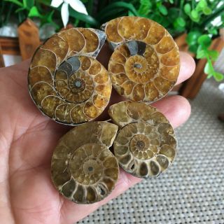 57g 2pairs of small Split Ammonite Specimen Shell Healing Madagascar ps2487 3