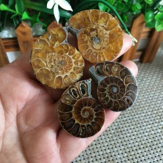 48g 2pairs Of Small Split Ammonite Specimen Shell Healing Madagascar Ps2486