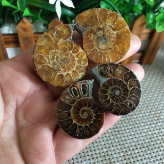 48g 2pairs of small Split Ammonite Specimen Shell Healing Madagascar ps2486 2
