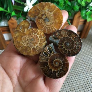 48g 2pairs of small Split Ammonite Specimen Shell Healing Madagascar ps2486 3