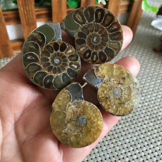 50g 2pairs Of Small Split Ammonite Specimen Shell Healing Madagascar Ps2485