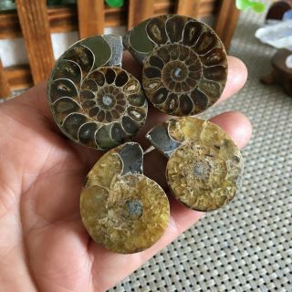 50g 2pairs of small Split Ammonite Specimen Shell Healing Madagascar ps2485 2