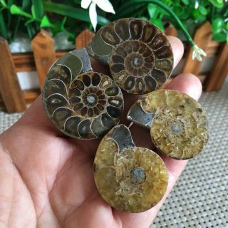 50g 2pairs of small Split Ammonite Specimen Shell Healing Madagascar ps2485 3