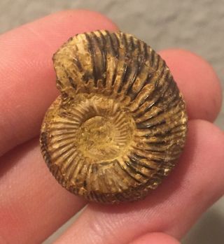 France Fossil Ammonite Perisphinctes Jurassic Fossil Ammonite