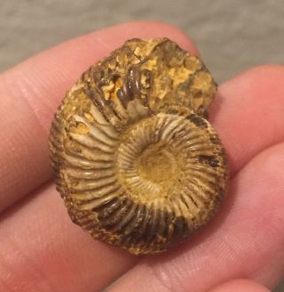 France Fossil Ammonite Perisphinctes Jurassic Fossil Ammonite 2