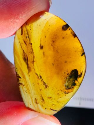 3.  2g 2 Unknown Bugs&fly Burmite Myanmar Burmese Amber Insect Fossil Dinosaur Age