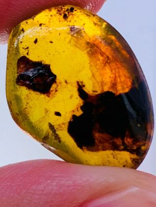 2.  08g Unknown Item&fly Burmite Myanmar Burmese Amber Insect Fossil Dinosaur Age