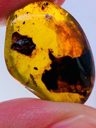 2.  08g unknown item&fly Burmite Myanmar Burmese Amber insect fossil dinosaur age 2