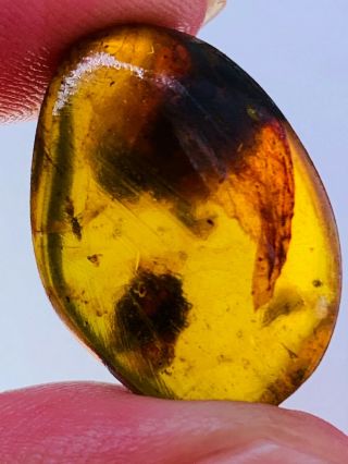 2.  08g unknown item&fly Burmite Myanmar Burmese Amber insect fossil dinosaur age 3
