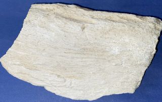 Rare Texas Petrified Wood 6” 4” 1”1/4”