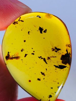 2.  6g 2 Unknown Fly Bugs Burmite Myanmar Burmese Amber Insect Fossil Dinosaur Age