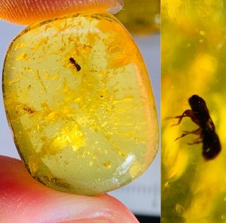 2.  15g Coleoptera Beetle Burmite Myanmar Burmese Amber Insect Fossil Dinosaur Age