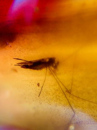 long legs mosquito fly Burmite Myanmar Burmese Amber insect fossil dinosaur age 2