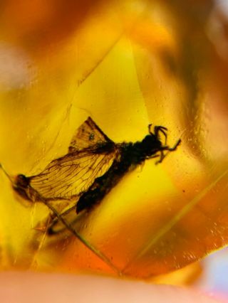 Neuroptera Fly&lacewing Burmite Myanmar Burmese Amber Insect Fossil Dinosaur Age