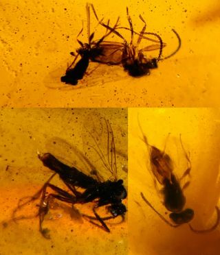 Unknown Fly Bugs&wasp Bee Burmite Myanmar Burma Amber Insect Fossil Dinosaur Age