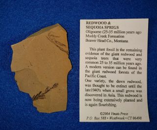 Redwood And Sequoia Sprigs On Matrix About 25 - 35 Million Years Old