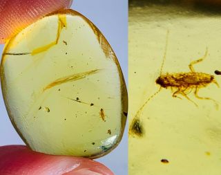 1.  26g Roach Larva Burmite Myanmar Burmese Amber Insect Fossil Dinosaur Age