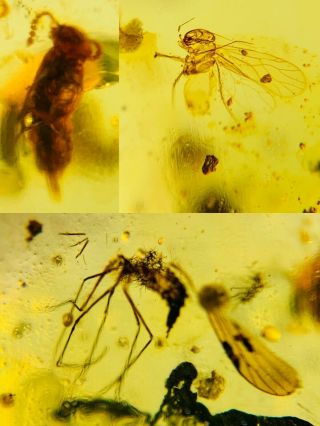 Unknown Bug&barklice Fly Burmite Myanmar Burma Amber Insect Fossil Dinosaur Age