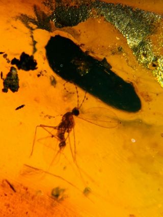 Beetle&mosquito Fly Burmite Myanmar Burma Amber Insect Fossil Dinosaur Age