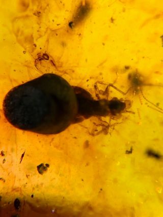 Unknown Bug Under Plant Spores Burmite Myanmar Amber Insect Fossil Dinosaur Age