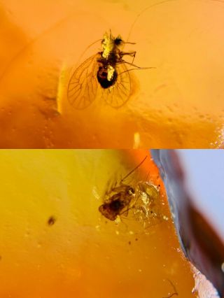 2 Barklice Booklice Fly Burmite Myanmar Burmese Amber Insect Fossil Dinosaur Age