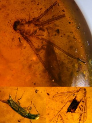 Beetle&unknown Fly Bugs Burmite Myanmar Burmese Amber Insect Fossil Dinosaur Age