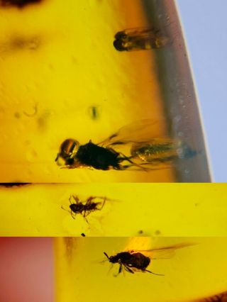 Wasp Bee&diptera Fly Burmite Myanmar Burmese Amber Insect Fossil Dinosaur Age