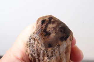 Oregon Fossil Limb Cast 3.  8 Oz Windowed Specimen