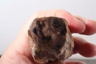 Oregon Fossil Limb Cast 3.  8 oz windowed specimen 2