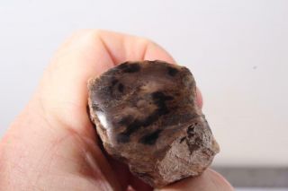 Oregon Fossil Limb Cast 3.  8 oz windowed specimen 3