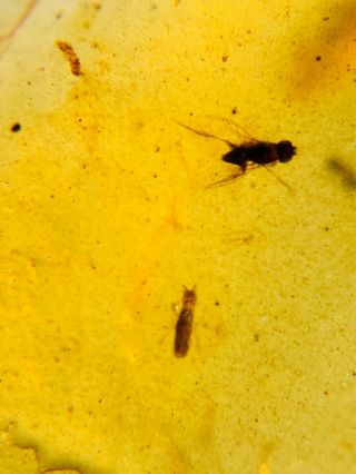 Unknown Bug&diptera Fly Burmite Myanmar Burmese Amber Insect Fossil Dinosaur Age