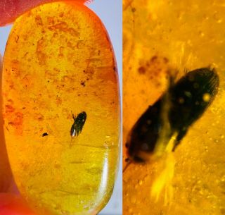 3.  96g Coleoptera Beetle Burmite Myanmar Burmese Amber Insect Fossil Dinosaur Age
