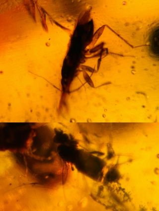 Stinkbug&diptera Fly Burmite Myanmar Burmese Amber Insect Fossil Dinosaur Age