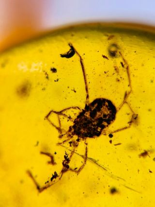 Uncommon Ixodoidea Tick Burmite Myanmar Burmese Amber Insect Fossil Dinosaur Ag