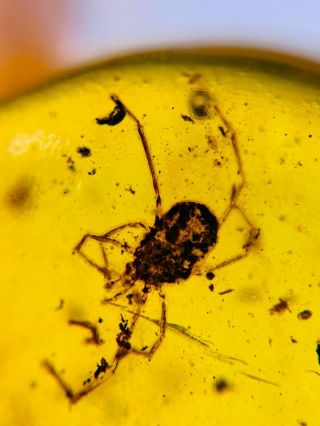 uncommon Ixodoidea tick Burmite Myanmar Burmese Amber insect fossil dinosaur ag 2
