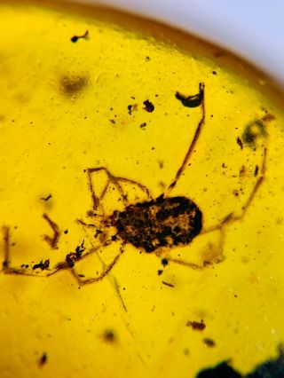 uncommon Ixodoidea tick Burmite Myanmar Burmese Amber insect fossil dinosaur ag 3