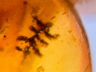 Unknown Plant Leaf Burmite Myanmar Burmese Amber Insect Fossil Dinosaur Age