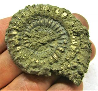 Stunning Large 55mm Golden Echioceras Ammonite Jurassic Pyrite Fossil Uk Mineral