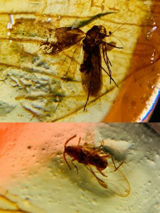 Male Aphid&unknown Fly Burmite Myanmar Burmese Amber Insect Fossil Dinosaur Age