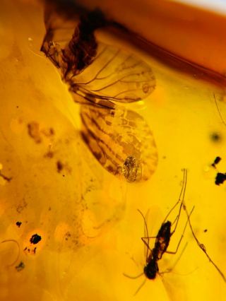 Mosquito Fly&bug Wings Burmite Myanmar Burmese Amber Insect Fossil Dinosaur Age